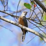 Plaintive Cuckoo Stock Photo