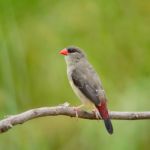 Female Red Avadavat Stock Photo