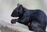 Isolated Photo Of A Funny Squirrel Eating Nuts Stock Photo