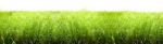 Grass Isolated Stock Photo