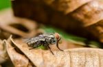 Fly On Dried Leaf Stock Photo