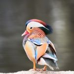 Male Mandarin Duck Stock Photo