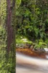 Newell Creek In Tasmania Stock Photo