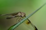 
Dragonfly Wings Perched On Twigs Warm Sunshine Stock Photo