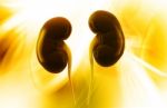 Human Kidney Stock Photo