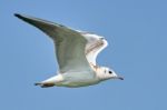 White Seagull In Flight Stock Photo