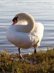 The Mute Swan Close-up On The Shore Of The Lake Stock Photo