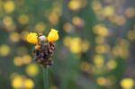 
Xyridaceae Beautiful Field Full Of Yellow Stock Photo