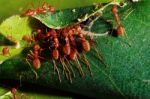 Red Ant Teamwork In Green Nature Stock Photo