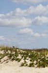 Dune Flora Landscape Stock Photo