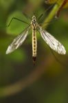 Ichneumon Wasp (syzeuctus) Stock Photo