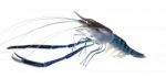 Fresh Shrimp Isolated On The White Background Stock Photo