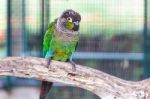 Green Cheek Conure Stock Photo