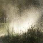 Spanish Lavender Flower In Bloom Stock Photo