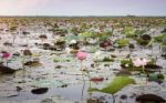 Lake Of Red Lotus At Udonthani Thailand (unseen In Thailand) Stock Photo