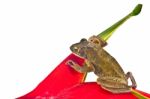 Tree Frog Stock Photo