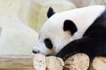 Panda Stock Photo