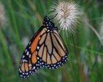 Monarch Butterfly Stock Photo