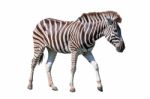 Side View Full Body Of African Zebra Standing Isolated White Bac Stock Photo