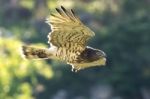 Short-toad Snake Eagle Stock Photo