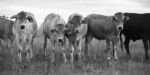 Country Cows Stock Photo