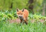 Curious Red Fox Kit Stock Photo