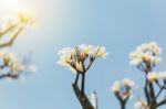 Plumeria On The Plumeria Tree, Vintage Filter Effect Pink Plumer Stock Photo