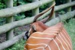 Eastern Bongo (tragelaphus Eurycerus Isaaci) Stock Photo