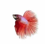 Fighting Fish Stock Photo