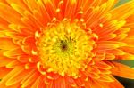 Orange Chrysanthemum Flowers In Garden Stock Photo