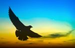 Silhouetted Seagull Flying At Colorful Sunset Stock Photo