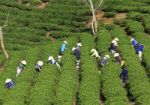 Dalat, Vietnam, July 30, 2016: A Group Of Farmers Picking Tea On A Summer Afternoon In Cau Dat Tea Plantation, Da Lat, Vietnam Stock Photo