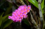 Pink Toothbrush Orchid Flower Stock Photo