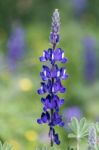 A Big Blue Lupine Stock Photo