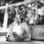 Kangaroo Outside During The Day Stock Photo