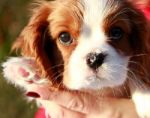 Puppy With Ice On His Nose Stock Photo