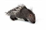 Baby Porcupine Isolated Stock Photo