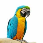 Blue And Gold Macaw Stock Photo