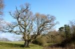 Sunlit Tree With Twisted Branches In West Grinstead Stock Photo