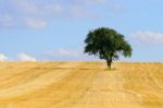 Summer Landscape Stock Photo