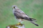 Female Common Kestrel Stock Photo