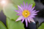 Lotus Flower Stock Photo