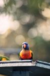 Rainbow Lorikeet Outside During The Day Stock Photo