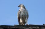 Red Tailed Hawk Stock Photo