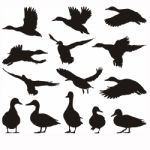 Silhouette Mallard Stock Photo