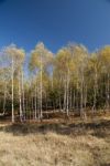 Autumn Foliage Colors Stock Photo