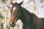 Horse In The Paddock Stock Photo