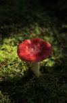 Fly Agaric Stock Photo