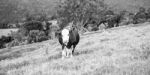 Country Cows Stock Photo