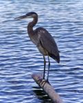 Image Of A Great Blue Heron Standing On A Log Stock Photo